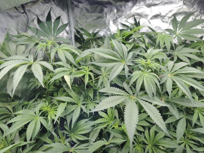 5 FEMS AND A TENT | IAA BAP ORGANIC UVB. Week 10