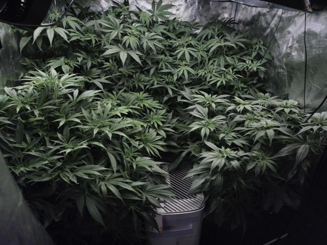 5 FEMS AND A TENT | IAA BAP ORGANIC UVB. Week 10