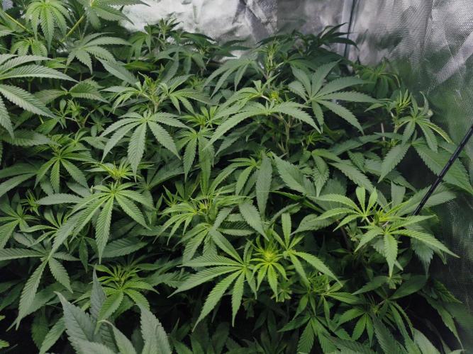 5 FEMS AND A TENT | IAA BAP ORGANIC UVB. Week 10 - Melon Gum 