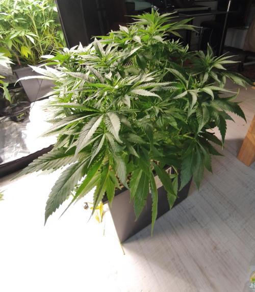 5 FEMS AND A TENT | IAA BAP ORGANIC UVB. Week 10