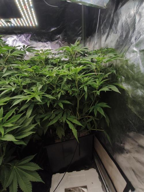 5 FEMS AND A TENT | IAA BAP ORGANIC UVB. Week 10