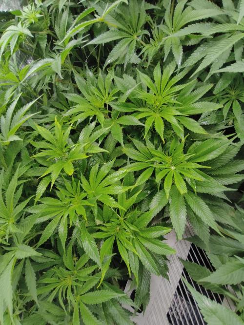 5 FEMS AND A TENT | IAA BAP ORGANIC UVB. Week 10 - Passion Fruitz problem kid