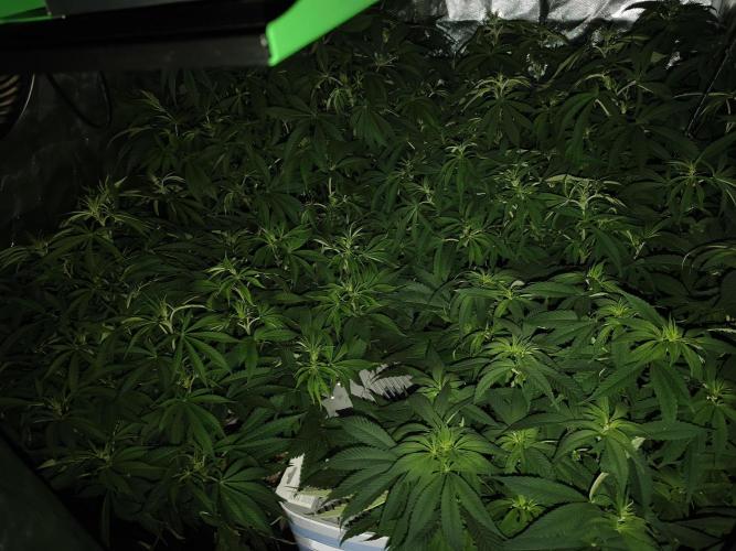 5 FEMS AND A TENT | IAA BAP ORGANIC UVB. Week 10