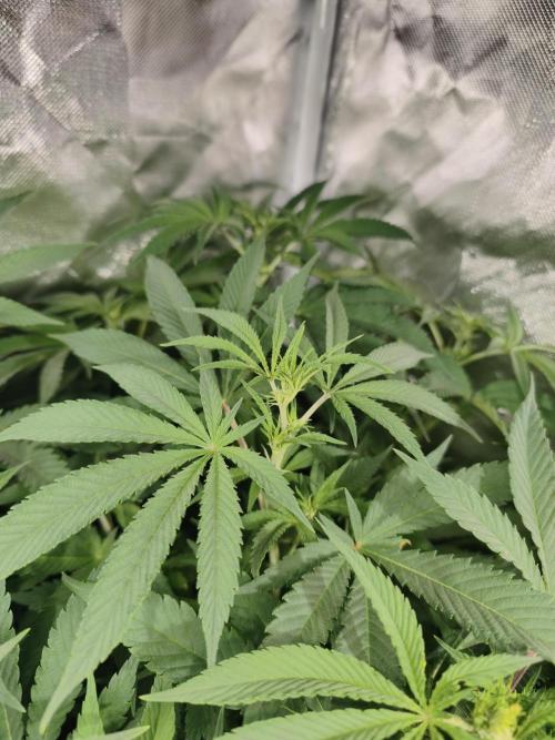 5 FEMS AND A TENT | IAA BAP ORGANIC UVB. Week 10
