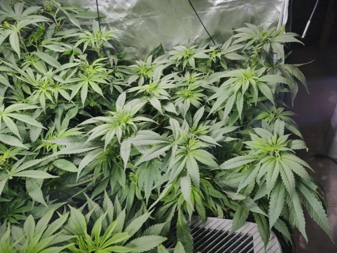 5 FEMS AND A TENT | IAA BAP ORGANIC UVB. Week 10 - Black Diamond 
