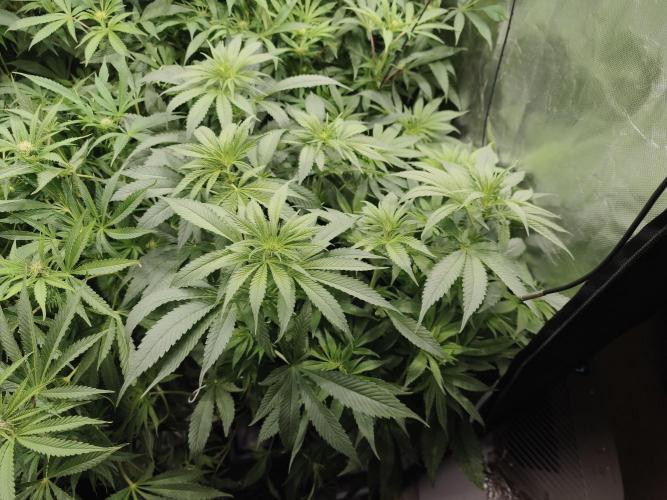 5 FEMS AND A TENT | IAA BAP ORGANIC UVB. Week 11 - Black Diamond 