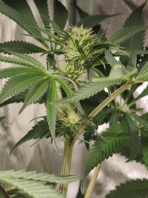 5 FEMS AND A TENT | IAA BAP ORGANIC UVB. Week 11