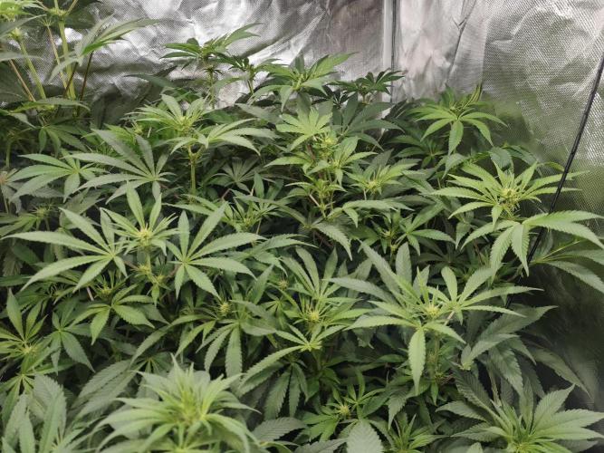 5 FEMS AND A TENT | IAA BAP ORGANIC UVB. Week 11 - Melon Gum 