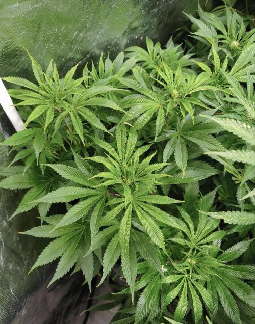 5 FEMS AND A TENT | IAA BAP ORGANIC UVB. Week 11 - Passion Fruitz 
