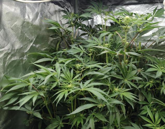 5 FEMS AND A TENT | IAA BAP ORGANIC UVB. Week 11 - A monster..