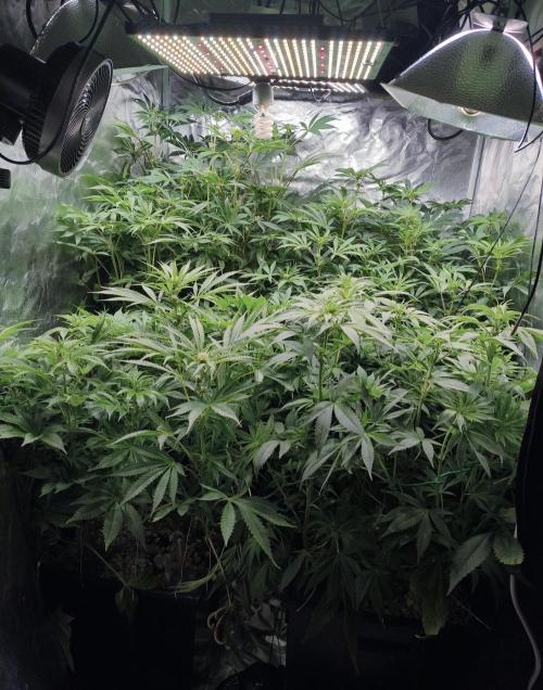 5 FEMS AND A TENT | IAA BAP ORGANIC UVB. Week 11