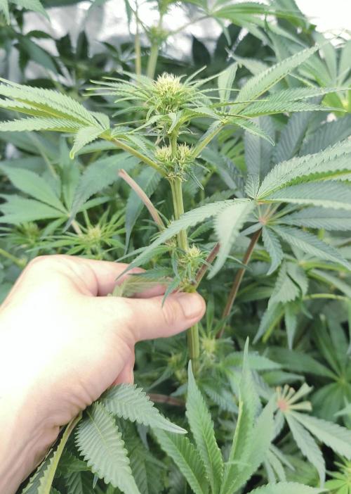 5 FEMS AND A TENT | IAA BAP ORGANIC UVB. Week 11