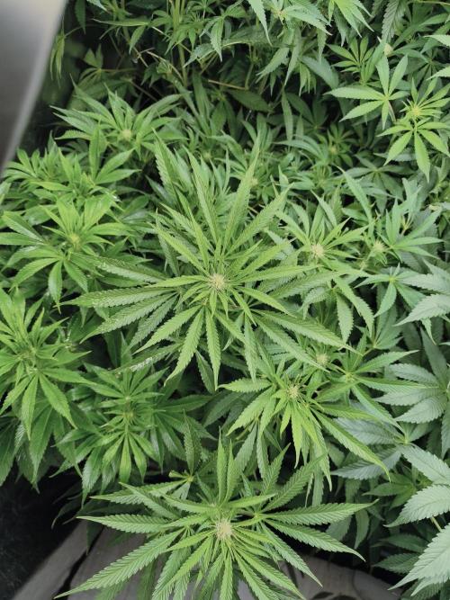 5 FEMS AND A TENT | IAA BAP ORGANIC UVB. Week 11
