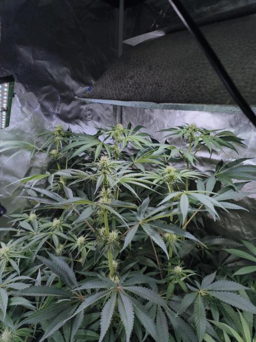 5 FEMS AND A TENT | IAA BAP ORGANIC UVB. Week 12 - Blueberry Pancake 