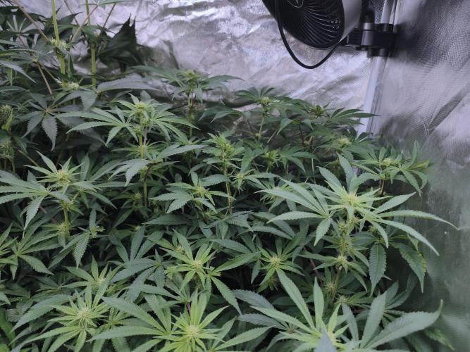 5 FEMS AND A TENT | IAA BAP ORGANIC UVB. Week 12 - MelonGum 