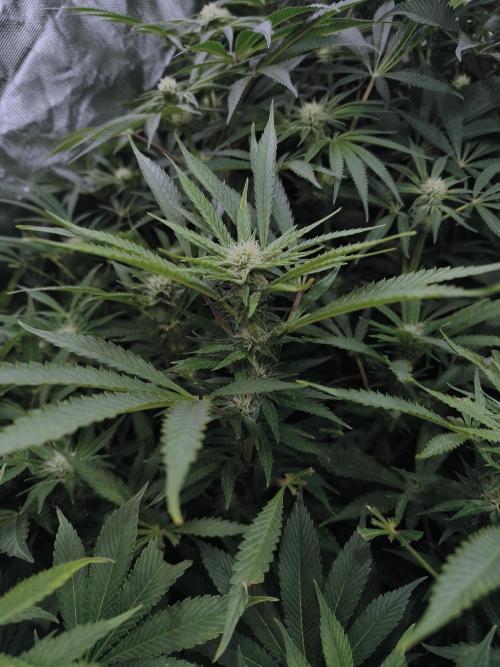 5 FEMS AND A TENT | IAA BAP ORGANIC UVB. Week 12