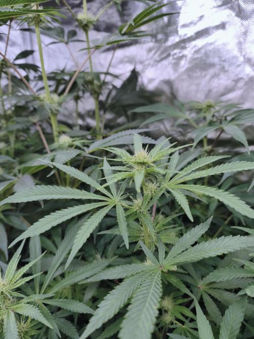 5 FEMS AND A TENT | IAA BAP ORGANIC UVB. Week 12