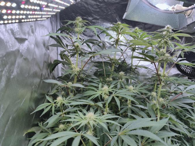 5 FEMS AND A TENT | IAA BAP ORGANIC UVB. Week 12