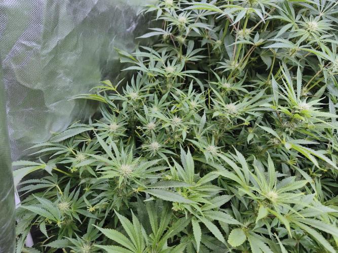5 FEMS AND A TENT | IAA BAP ORGANIC UVB. Week 12 - Sunset Sherbet 
