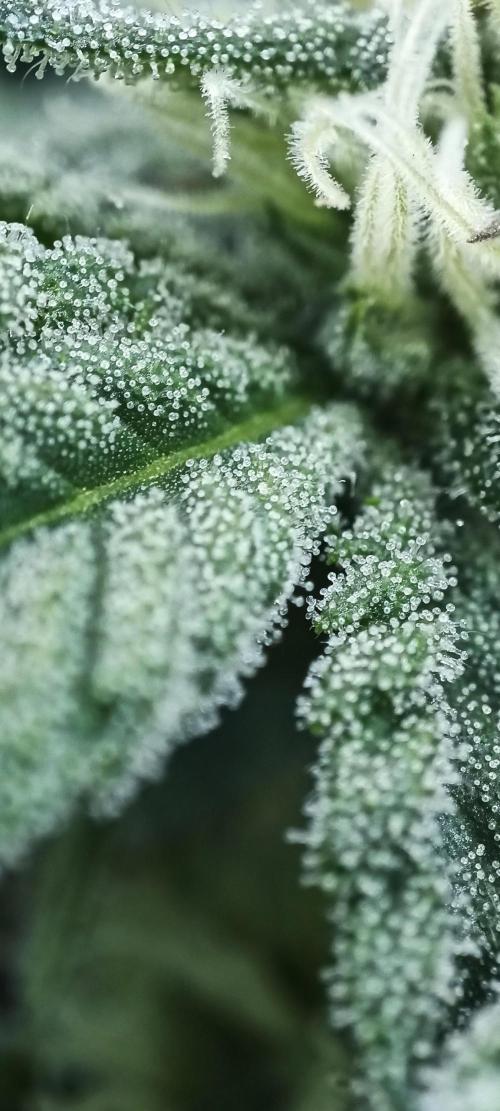 5 FEMS AND A TENT | IAA BAP ORGANIC UVB. Week 13