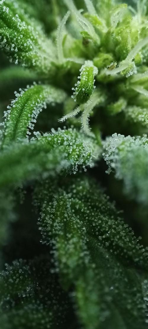 5 FEMS AND A TENT | IAA BAP ORGANIC UVB. Week 13