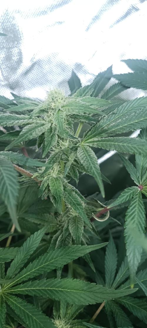5 FEMS AND A TENT | IAA BAP ORGANIC UVB. Week 13