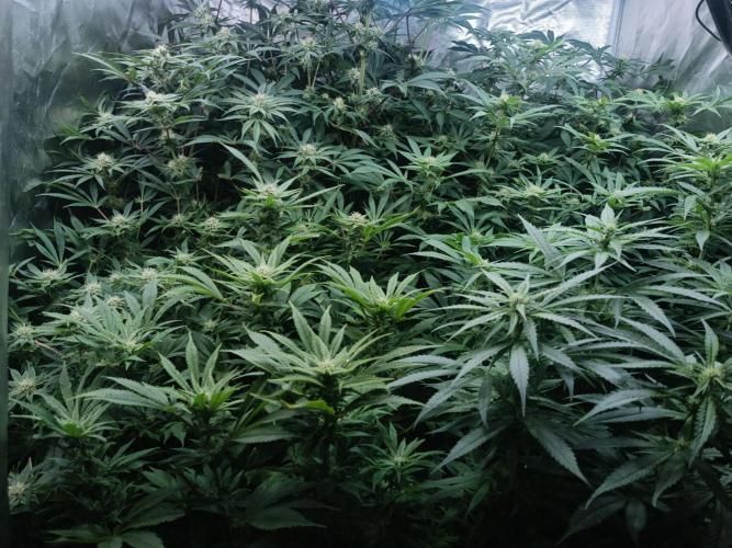 5 FEMS AND A TENT | IAA BAP ORGANIC UVB. Week 13