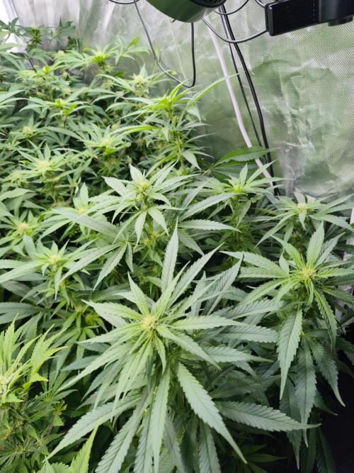 5 FEMS AND A TENT | IAA BAP ORGANIC UVB. Week 13 - Black Diamond 