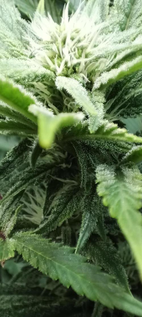 5 FEMS AND A TENT | IAA BAP ORGANIC UVB. Week 13