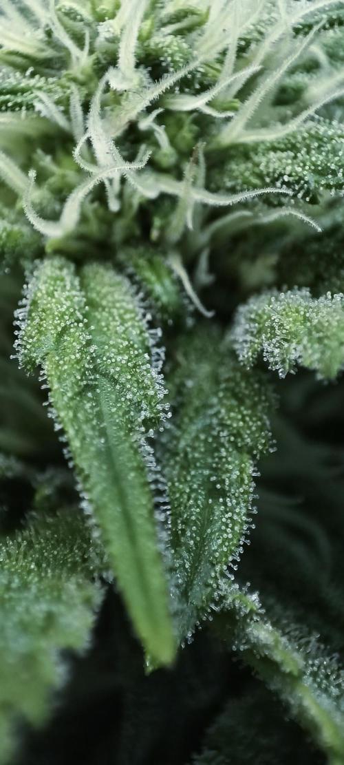 5 FEMS AND A TENT | IAA BAP ORGANIC UVB. Week 13