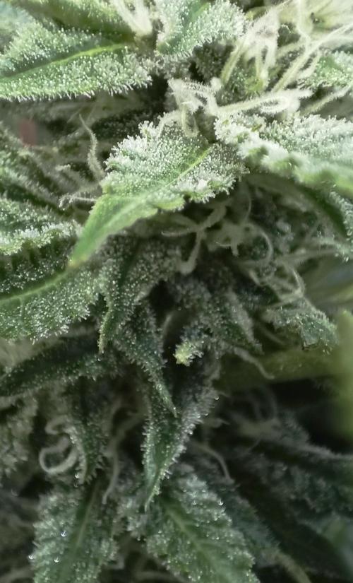 5 FEMS AND A TENT | IAA BAP ORGANIC UVB. Week 13 - Grrr..