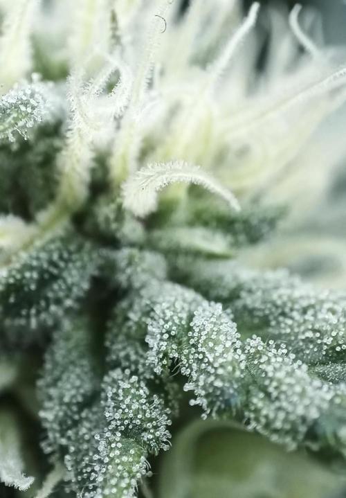 5 FEMS AND A TENT | IAA BAP ORGANIC UVB. Week 13