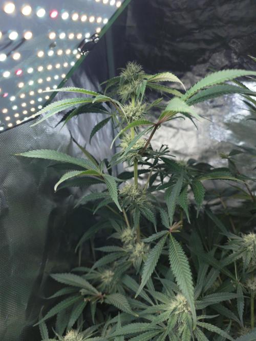5 FEMS AND A TENT | IAA BAP ORGANIC UVB. Week 13