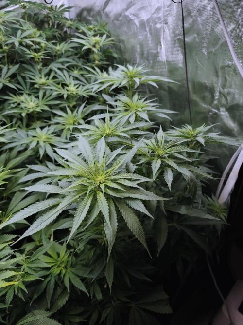 5 FEMS AND A TENT | IAA BAP ORGANIC UVB. Week 12 - Black Diamond 