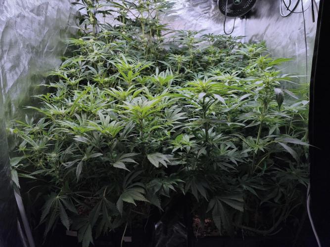 5 FEMS AND A TENT | IAA BAP ORGANIC UVB. Week 12