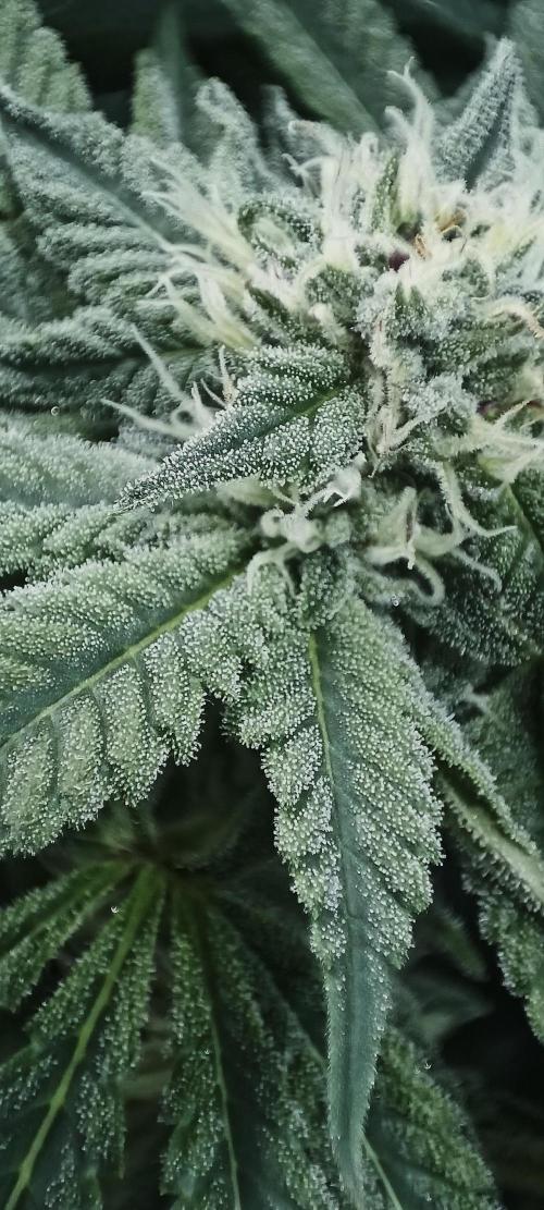 5 FEMS AND A TENT | IAA BAP ORGANIC UVB. Week 13
