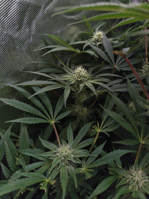 5 FEMS AND A TENT | IAA BAP ORGANIC UVB. Week 13