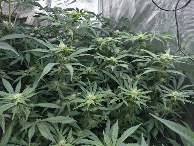5 FEMS AND A TENT | IAA BAP ORGANIC UVB. Week 13
