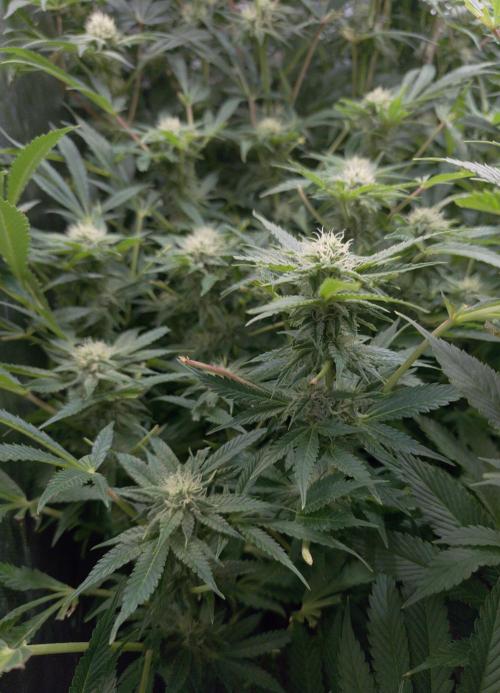 5 FEMS AND A TENT | IAA BAP ORGANIC UVB. Week 13