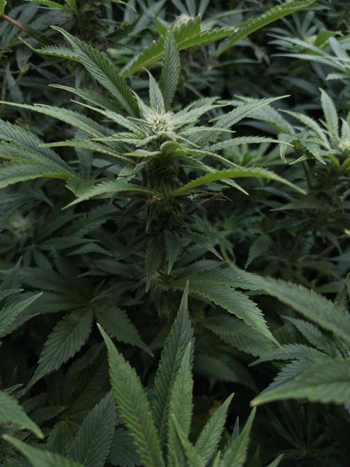 5 FEMS AND A TENT | IAA BAP ORGANIC UVB. Week 13 - Passion Fruitz 