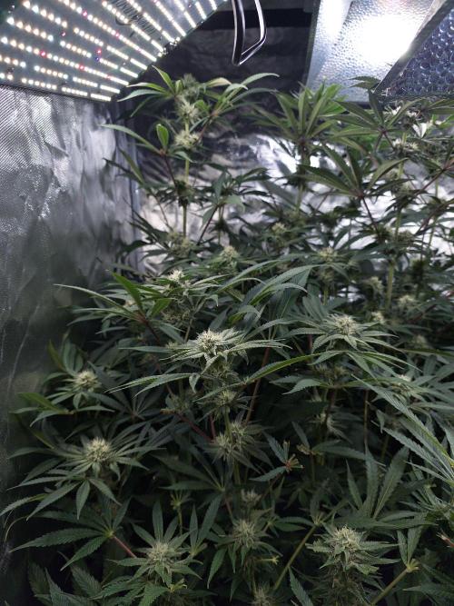 5 FEMS AND A TENT | IAA BAP ORGANIC UVB. Week 13 - Blueberry Pancake 