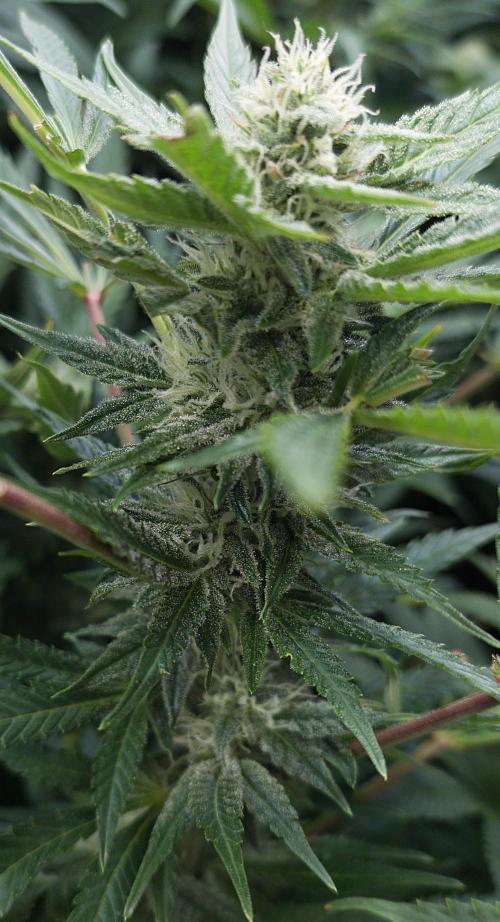 5 FEMS AND A TENT | IAA BAP ORGANIC UVB. Week 13