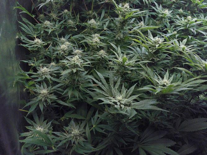 5 FEMS AND A TENT | IAA BAP ORGANIC UVB. Week 13 - Sunset Sherbet 