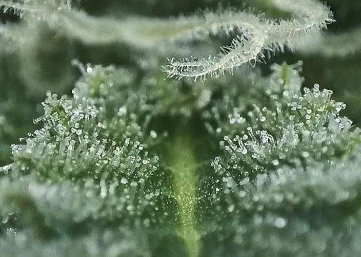 5 FEMS AND A TENT | IAA BAP ORGANIC UVB. Week 13