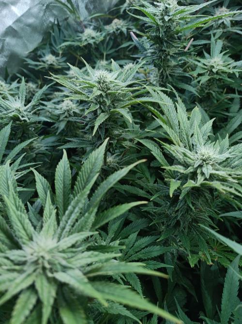 5 FEMS AND A TENT | IAA BAP ORGANIC UVB. Week 14 - Passion Fruitz 