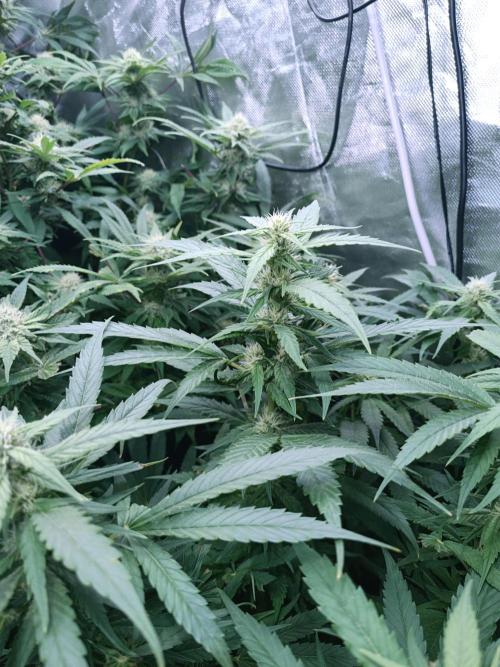 5 FEMS AND A TENT | IAA BAP ORGANIC UVB. Week 14