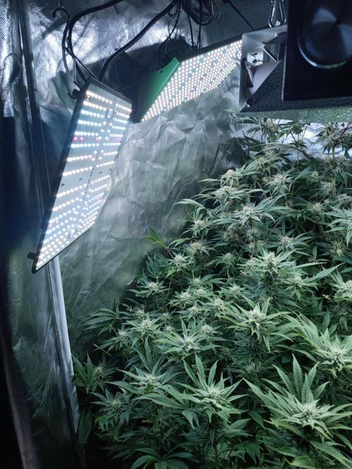 5 FEMS AND A TENT | IAA BAP ORGANIC UVB. Week 14 - for the downer shoots (45°when tent closed)