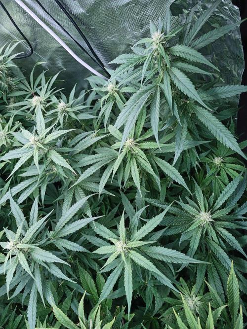 5 FEMS AND A TENT | IAA BAP ORGANIC UVB. Week 14 - Black Diamond 