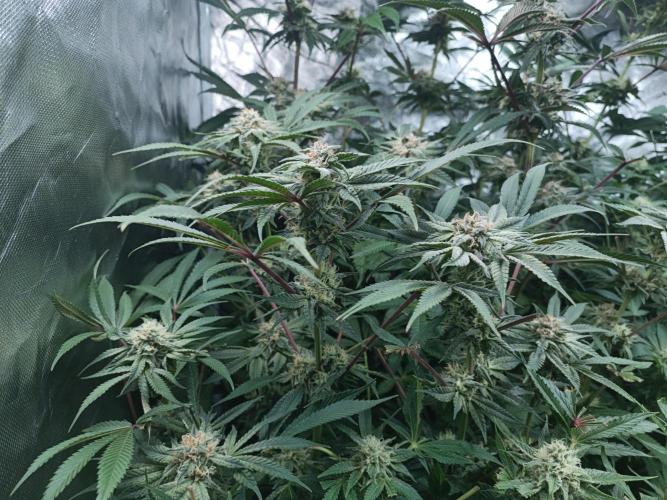5 FEMS AND A TENT | IAA BAP ORGANIC UVB. Week 14 - Blueberry Pancake 