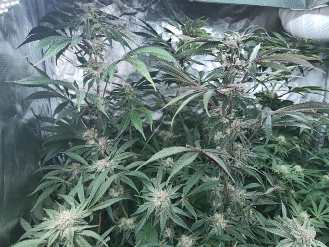5 FEMS AND A TENT | IAA BAP ORGANIC UVB. Week 14